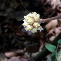 Coscinium fenestratum (Gaertn.) Colebr.